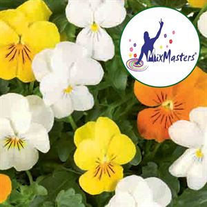 Bild von Viola P12 New Trio Amsterdam